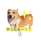 あいらぶコーギー④（個別スタンプ：28）