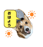 あいらぶコーギー④（個別スタンプ：29）