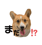 あいらぶコーギー④（個別スタンプ：37）