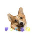 あいらぶコーギー④（個別スタンプ：38）