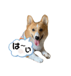 あいらぶコーギー④（個別スタンプ：39）