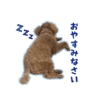 トイプードルのこぼちゃん（個別スタンプ：2）