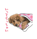 トイプードルのこぼちゃん（個別スタンプ：4）