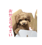 トイプードルのこぼちゃん（個別スタンプ：5）