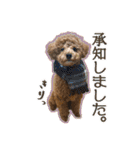 トイプードルのこぼちゃん（個別スタンプ：9）