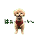 トイプードルのこぼちゃん（個別スタンプ：11）