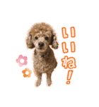 トイプードルのこぼちゃん（個別スタンプ：13）