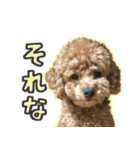 トイプードルのこぼちゃん（個別スタンプ：14）