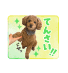 トイプードルのこぼちゃん（個別スタンプ：15）