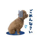 トイプードルのこぼちゃん（個別スタンプ：19）