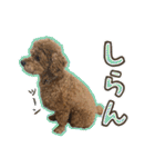 トイプードルのこぼちゃん（個別スタンプ：20）