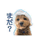 トイプードルのこぼちゃん（個別スタンプ：22）