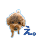 トイプードルのこぼちゃん（個別スタンプ：25）