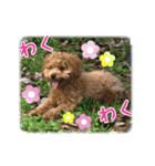 トイプードルのこぼちゃん（個別スタンプ：28）