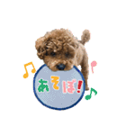 トイプードルのこぼちゃん（個別スタンプ：29）