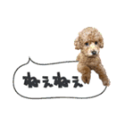 トイプードルのこぼちゃん（個別スタンプ：30）