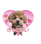 トイプードルのこぼちゃん（個別スタンプ：34）