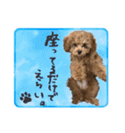 トイプードルのこぼちゃん（個別スタンプ：38）