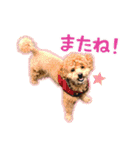 トイプードルのこぼちゃん（個別スタンプ：40）