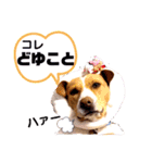 ビオラでーす（個別スタンプ：1）