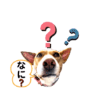 ビオラでーす（個別スタンプ：2）