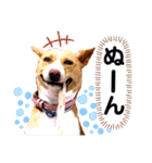 ビオラでーす（個別スタンプ：4）