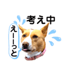 ビオラでーす（個別スタンプ：13）