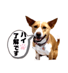 ビオラでーす（個別スタンプ：14）