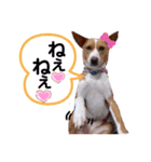 ビオラでーす（個別スタンプ：15）