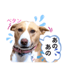 ビオラでーす（個別スタンプ：16）
