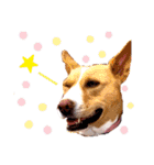 ビオラでーす（個別スタンプ：21）