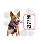 ビオラでーす（個別スタンプ：25）