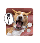 ビオラでーす（個別スタンプ：26）