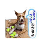 ビオラでーす（個別スタンプ：28）