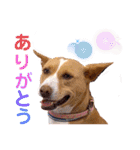 ビオラでーす（個別スタンプ：30）