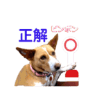 ビオラでーす（個別スタンプ：31）