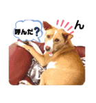 ビオラでーす（個別スタンプ：34）