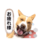 ビオラでーす（個別スタンプ：36）