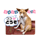 ビオラでーす（個別スタンプ：38）