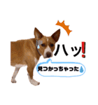 ビオラでーす（個別スタンプ：39）