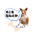 ビオラでーす（個別スタンプ：40）