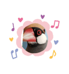 サマー文鳥（個別スタンプ：4）