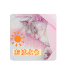 カワカワなチョロ（個別スタンプ：1）