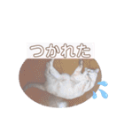 カワカワなチョロ（個別スタンプ：16）