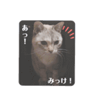 カワカワなチョロ（個別スタンプ：22）