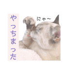 カワカワなチョロ（個別スタンプ：31）