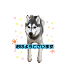 シベリアンハスキー★（個別スタンプ：5）