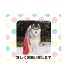 シベリアンハスキー★（個別スタンプ：17）