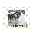 シベリアンハスキー★（個別スタンプ：23）