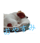ジャックラッセルテリア      ～ポピー～（個別スタンプ：1）